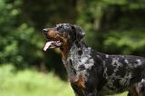 BEAUCERON 800